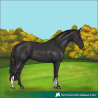 Horse Color:Smoky Black and Smoky Black