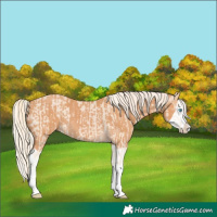 Horse Color:Cremello Splash and Gray Cremello Splash