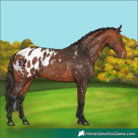 Horse Color:Bay Appaloosa 