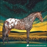 Horse Color:Bay Appaloosa