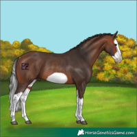 Horse Color:Bay Splash Frame Rabicano 