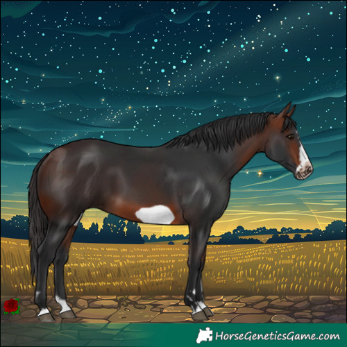 Horse Color:Brown Splash Frame Rabicano 