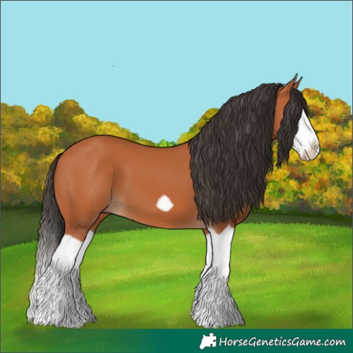 Horse Color:Bay Splash Frame 