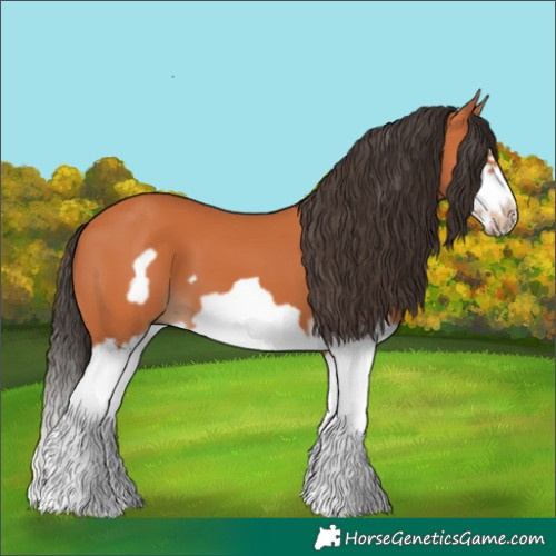 Horse Color:Bay Splash Frame 