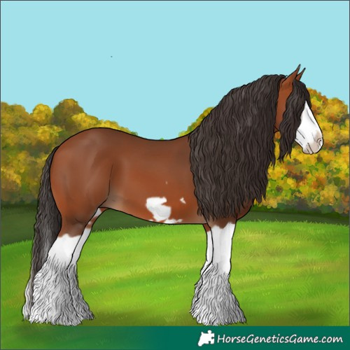 Horse Color:Bay Splash Frame