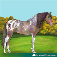 Horse Color:Nacre Sable Champagne Tobiano Appaloosa