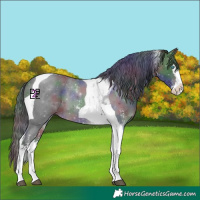 Horse Color:Nacre Brown Sabino Splash Tobiano 