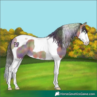 Horse Color:Nacre Amber Champagne Splash Tobiano 
