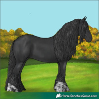 Horse Color:Black and Black