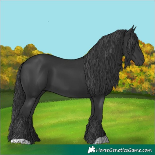 Horse Color:Black 