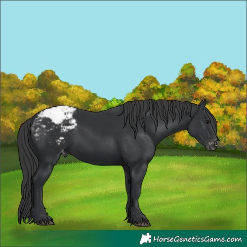 Horse Color:Black Appaloosa Rabicano 