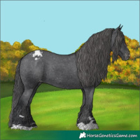 Horse Color:Black Appaloosa Rabicano 