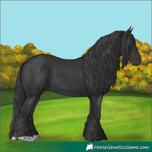 Horse Color:Black 