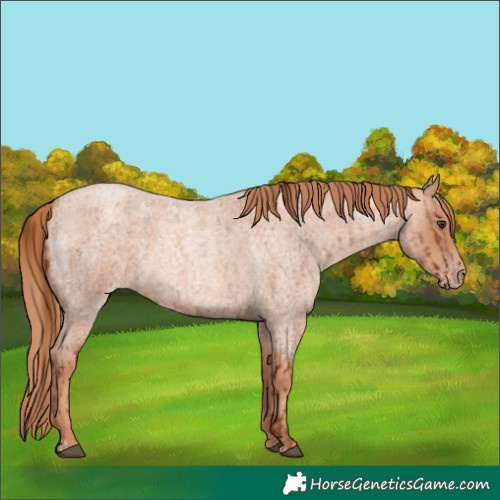 Horse Color:Red Roan  and Gold Champagne Roan 