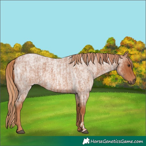 Horse Color:Red Roan and Red Roan
