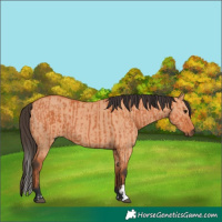 Horse Color:Bay  and Bay Dun 