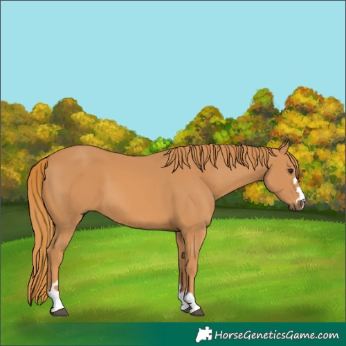 Horse Color:Chestnut 