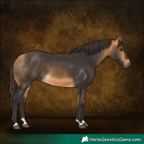 Horse Color:Buckskin 