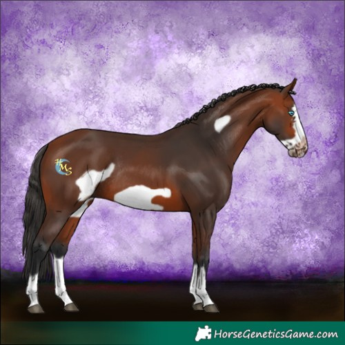Horse Color:Bay Splash Frame Rabicano
