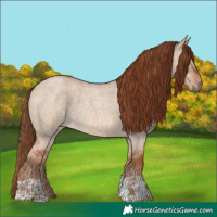 Horse Color:Red Dun Roan and Red Dun Roan