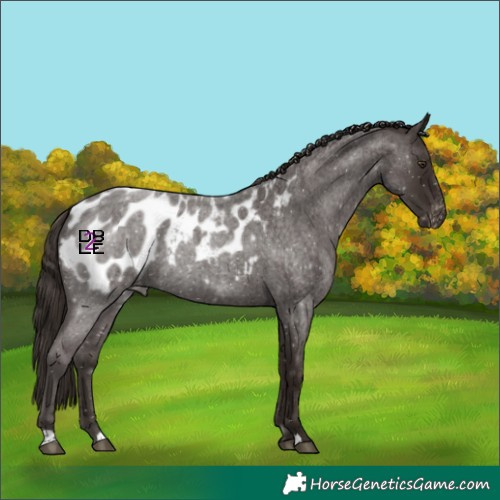 Horse Color:Liver Red Roan Appaloosa 