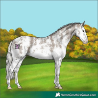 Horse Color:Silver Grullo Sabino Splash 