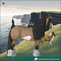 Horse Color:Bay Dun Splash Frame Rabicano 