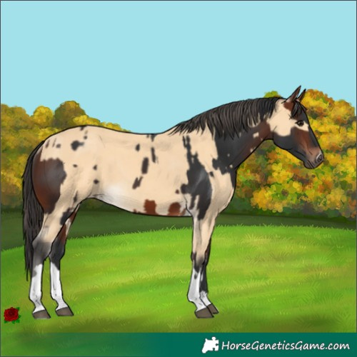 Horse Color:Bay Tobiano  and Buckskin 