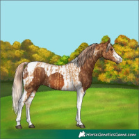 Horse Color:Palomino Tobiano and Chestnut Tobiano