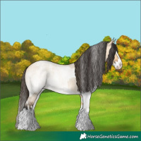 Horse Color:Buckskin Roan Dun Splash  and White Spotted Buckskin Roan Dun Splash 
