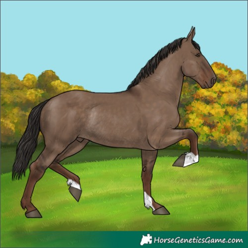 Horse Color:Liver Red Dun Rabicano 