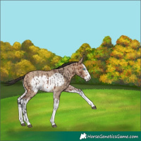 Horse Color:Bay Splash Frame Rabicano  and Bay Dun Splash Frame Rabicano 