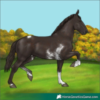 Horse Color:Liver Chestnut Sabino Tobiano