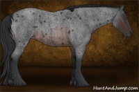 Horse Color:Brown Roan Rabicano 
