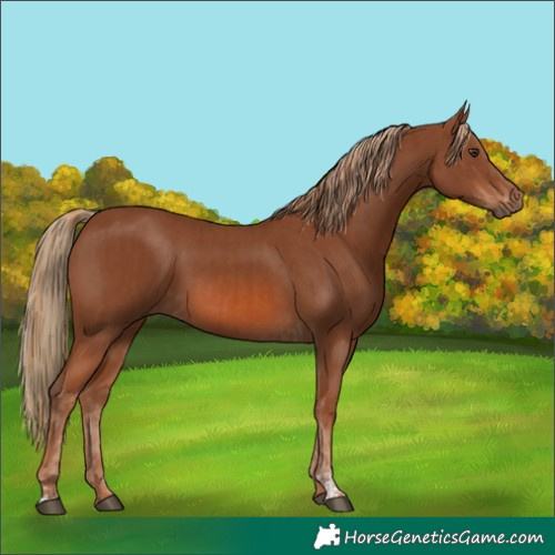 Horse Color:Chestnut  and Chestnut 
