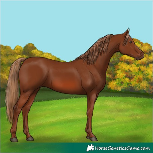 Horse Color:Chestnut 