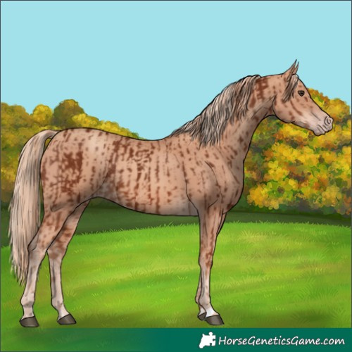 Horse Color:Chestnut  and Gold Champagne 