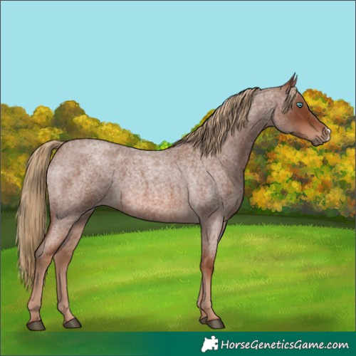 Horse Color:Red Roan Frame 