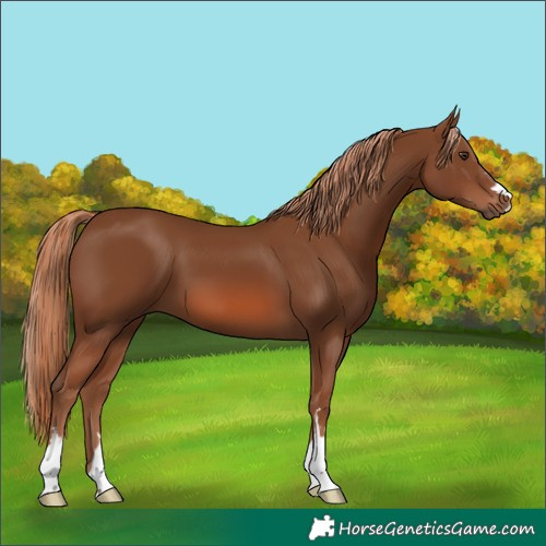 Horse Color:Chestnut 