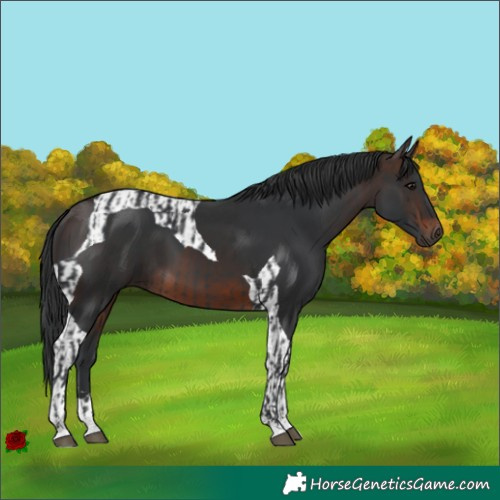 Horse Color:Black  and Brown Tobiano 