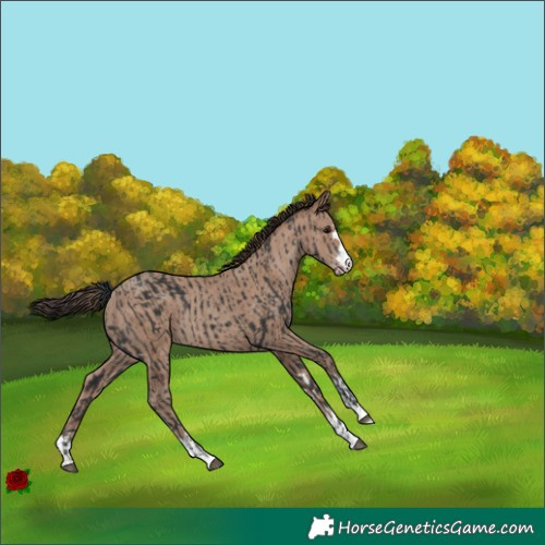 Horse Color:Black  and Classic Champagne 