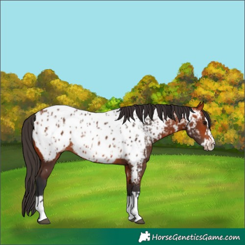 Horse Color:Bay Near Leopard  and Bay Splash Near Leopard 