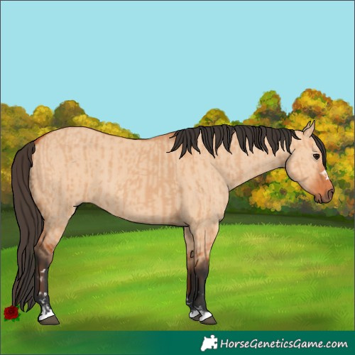 Horse Color:Bay Dun and Bay Dun