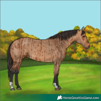 Horse Color:Bay  and Bay Dun 