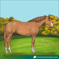 Horse Color:Chestnut and Chestnut