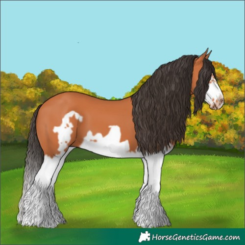 Horse Color:Bay Splash Frame 
