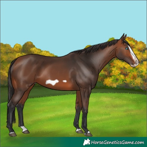 Horse Color:Bay Splash Frame Rabicano 