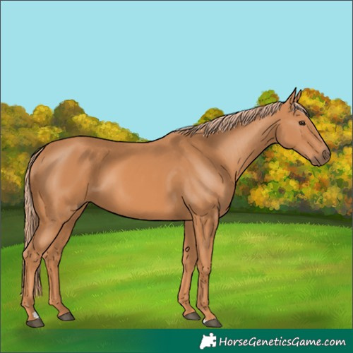 Horse Color:Chestnut 