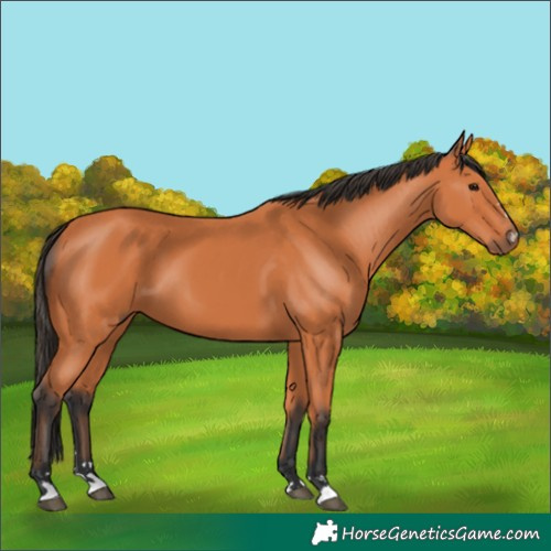Horse Color:Bay 