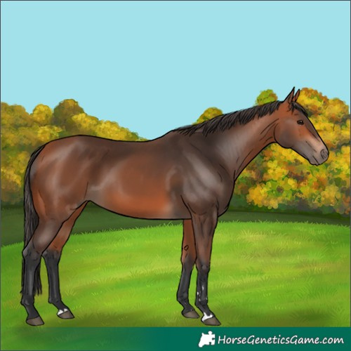 Horse Color:Bay 